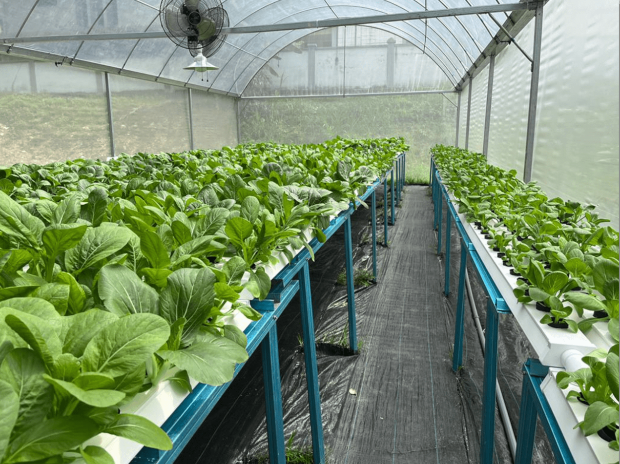 Local Farming Project Project Experience - EZFarming - Smart Farming Solutions Provider